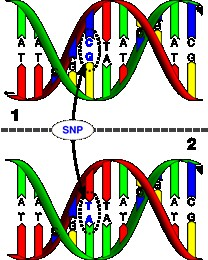 Diversità genetica Diversità nucleotidica: numero medio di differenze nucleotidiche che si