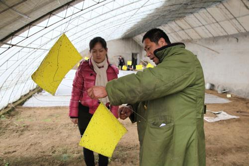 4.2.5.1.4. Little Donkey Farm Nella foto soprastante, Zhang Zhigang, un contadino locale che lavora presso l azienda agricola biologica Little Donkey Farm nella periferia di Pechino, sta mostrando