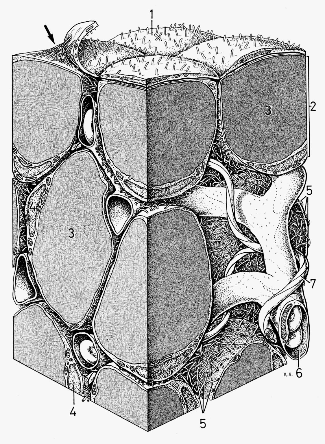 fibre reticolari