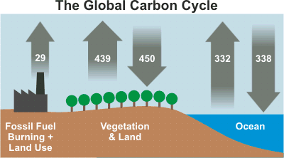 Da dove proviene la CO 2