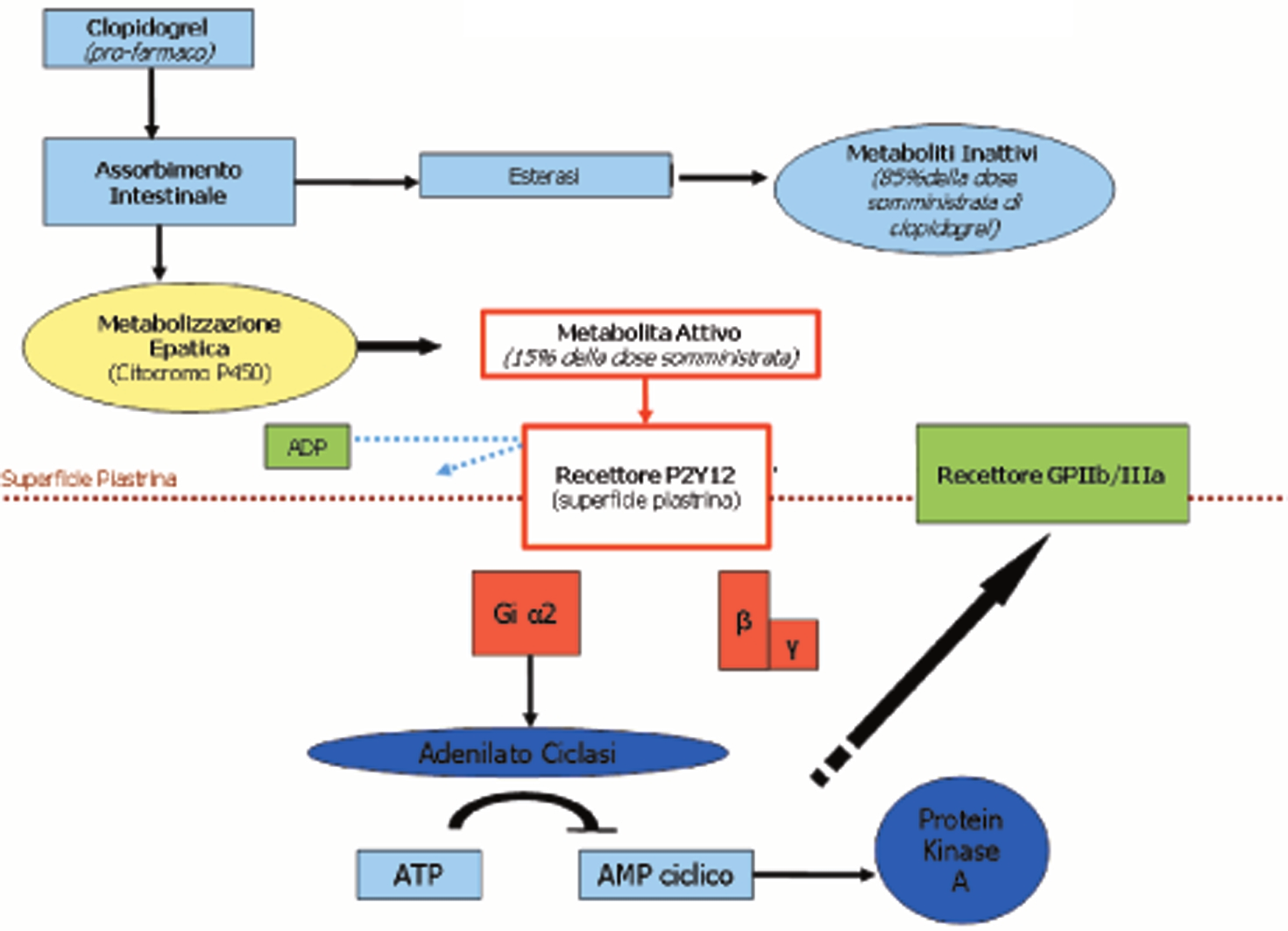 L Fileti et al - Resistenza al clopidogrel Figura 1. Farmacologia e meccanismo d azione del clopidogrel. AMP = adenosina monofosfato; ATP = adenosina trifosfato; GP = glicoproteina.