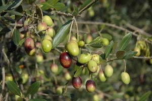 San Francesco ISTITUTO PER LA VALORIZZAZIONE DEL LEGNO E DELLE SPECIE ARBOREE CONOSCIUTA TOSCANA DI ORIGINE INCERTA POCO DIFFUSA VENDUTA COME OLIVA DA FRUTTO FRUTTO GRANDE