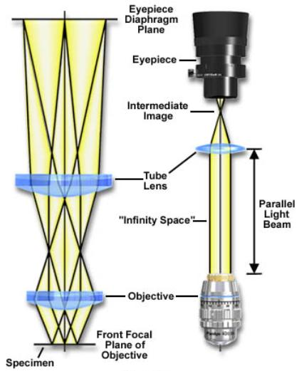 Richiami di Microscopia ottica Visione umana tramite microscopio composto Quasi tutti i fabbricanti disegnano microscopi che utilizzano obiettivi corretti per l infinito, che proiettano un immagine