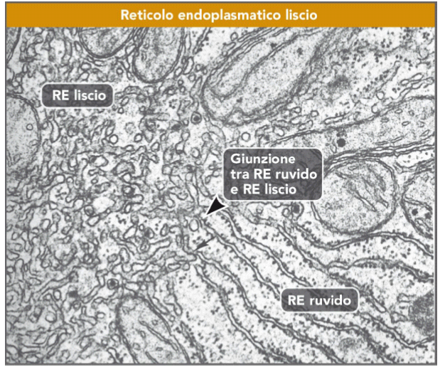 RETICOLO ENDOPLASMATICO LISCIO REL è abbondante in alcune cellule specializzate Solitamente regioni di RER si alternano con zone di REL Vi sono cluster dove questa alternanza è molto evidente: il