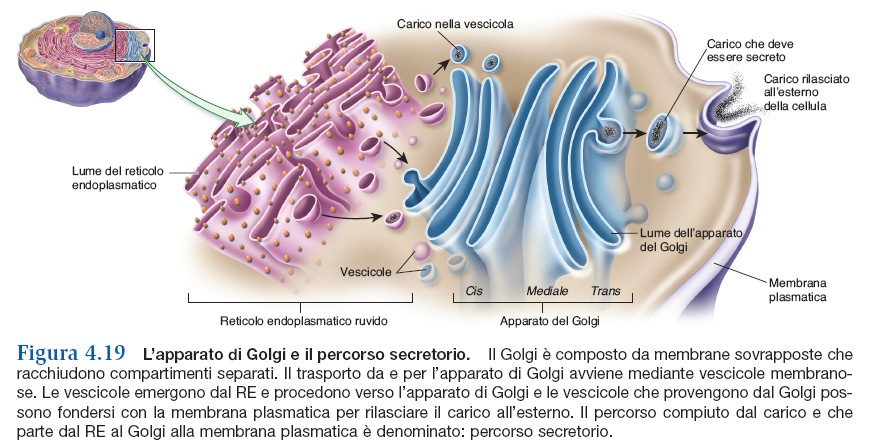 rilascia in seguito a stimoli di signalling (Calcium Reuptake) Nel lume del REL sono presenti molte proteine che legano ioni calcio All interno delle cellule muscolari è presente un tipo particolare