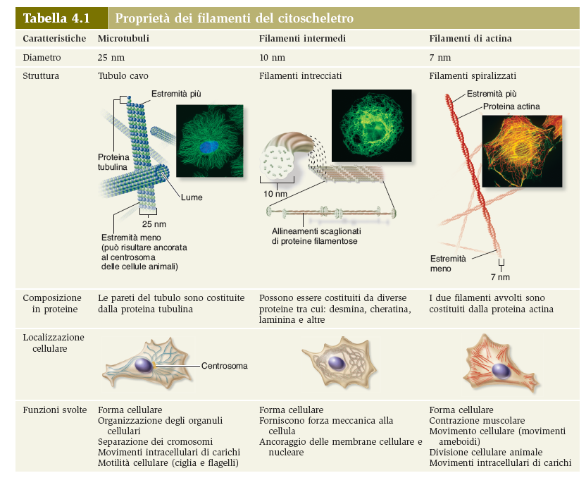 CITOSCHELETRO LISOSOMI - Vescicole con enzimi litici e ph acido presenti nelle cellule animali - Degrada macromolecole esogene ed endogene 62 LISOSOMI PEROSSISOMI Immagine al microscopio confocale di