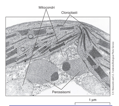 VACUOLI PEROSSISOMI - Come - Funzione i mitocondri utilizzano O2 - Vescicole con enzimi perossidativi