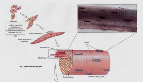 Dimensioni delle cellule Le cellule hanno (quasi tutte) dimensioni molto piccole. Ad es. una cellula di E.coli ha un volume di 2x10-12 ml.