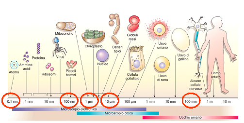 La risposta è che non possono essere più piccole perchè le molecole costitutive che formano la loro sostanza organica hanno dimensioni ben definite e