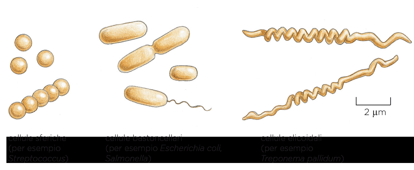 PROCARIOTI Cellule procariotiche sono le cellule più semplici e più piccole, nonché le prime ad essere state originate nella evoluzione biologica: un batterio fossile di 3,5 miliardi di anni fa è