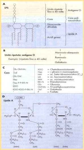 strato lipidico attraversato da proteine che rendono la membrana