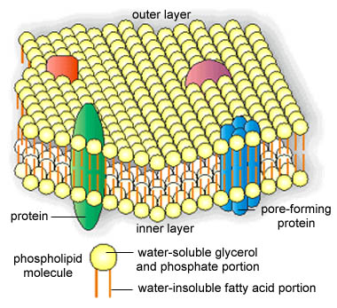 In alcuni batteri procarioti la membrana cellulare contiene clorofilla