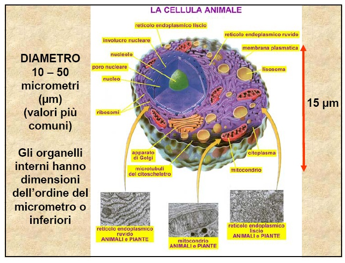RETICOLO ENDOPLASMATICO È un vasto sistema membranoso (2/3 di