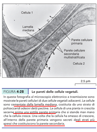 sistemi di membrane e sacculi interconnessi fra loro Lo