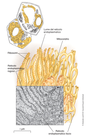 rugoso (RER) Il Reticolo Endoplasmatico rugoso è