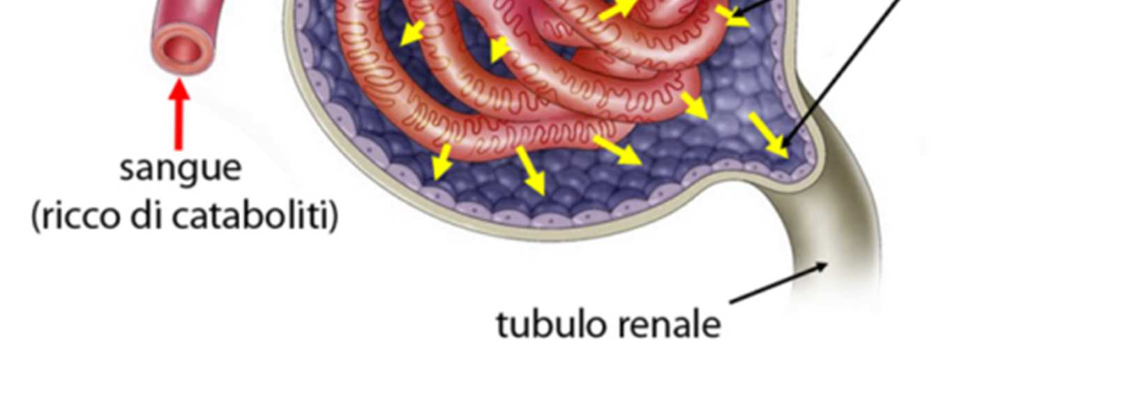 clearance = Q X C U /C p Q = quantità di urine escrete in un minuto = quantità di urine raccolta nelle 24 ore diviso i minuti di un giorno.