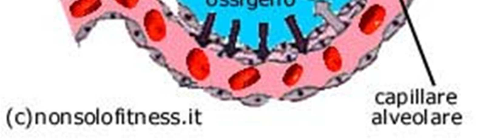 Il rapporto tra la concentrazione ematica e quella nell aria alveolare all equilibrio è chiamato coefficiente di ripartizione sangue/gas. coeff. ripartizione = conc. xenobiotico nel sangue/conc.