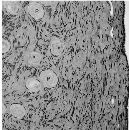 Follicolo primario: 150 gg dal reclutamento Ovocito: Ø 70 µm Follicolo: Ø 70-100 µm Il follicolo primordiale ha un diametro di 25