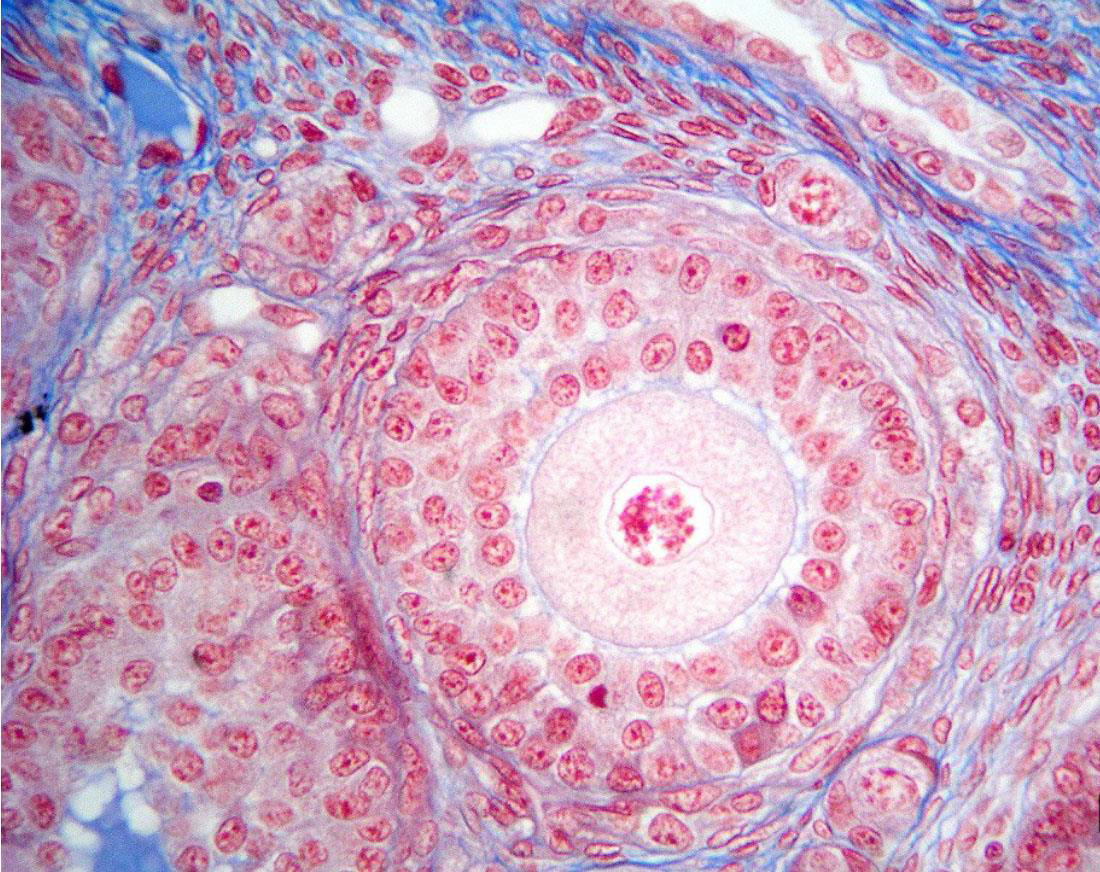 Follicolo secondario o pre-antrale dopo circa 270 giorni E caratterizzato da: cellule follicolari che formano una