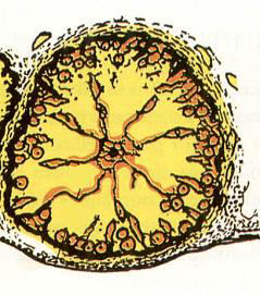 il destino del corpo luteo: secondo caso L ovocito è fecondato: l hcg (human chorionic gonadotropin) embrionale sopprime il meccanismo di