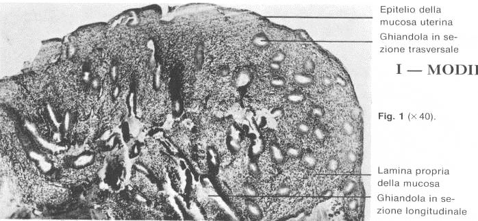 Fase proliferativa (14 gg) fase