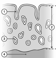 spessore; 3: ghiandole uterine;