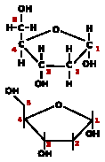 4.4 Richiami: la struttura del DNA Nota: questo paragrafo non è oggetto di verifica, ma è inserito a scopo di consultazione per comprendere il significato di ogni termine usato nel capitolo.