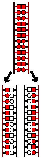 Fig. 36. Struttura a doppia elica del DNA. Il doppio filamento di DNA subisce una torsione complessa che porta alla formazione di una doppia elica come si vede in figura 36. 4.