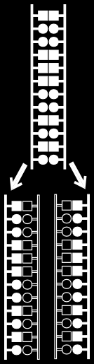 biologico.