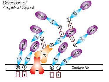 Principio e limite - HRP e H 2 O 2 convertono la tiramide in