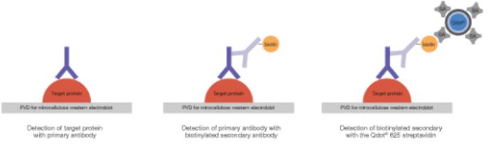 Immunodetection Kit