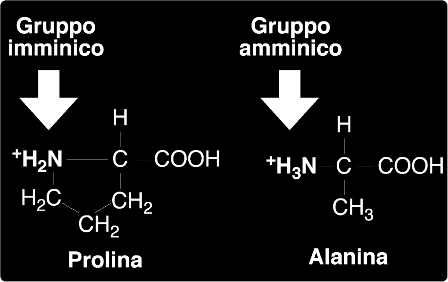 gruppi α-amminici di altri