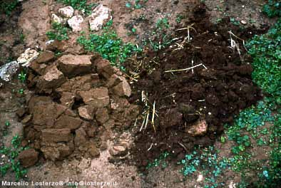 La sostanza organica stabile - Stabilizza la struttura del suolo - Evita la formazione di crosta o crepe - Riduce il compattamento - Aumenta la permeabilità e la ritenzione idrica del suolo -