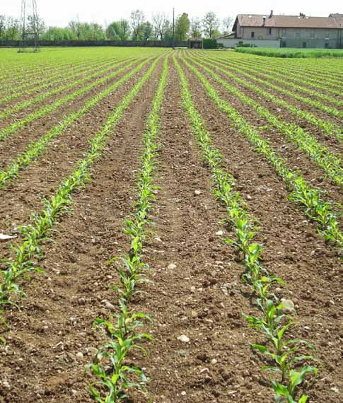 Il terreno agrario e la sua corretta gestione Il terreno è il substrato nel quale andiamo a posizionare il seme e dove si sviluppa l apparato radicale della coltura Emergenza rapida e uniforme e