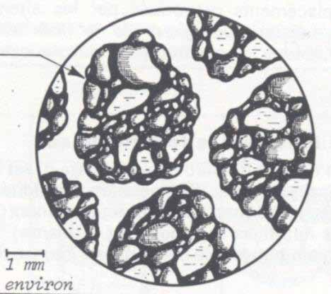 A= argilla m= macroporo