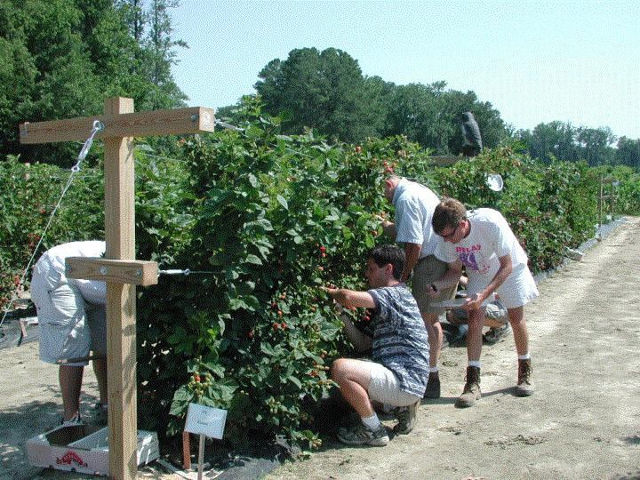 Lo sviluppo di nuove varietà richiede un enorme lavoro di ricerca di base per determinare le