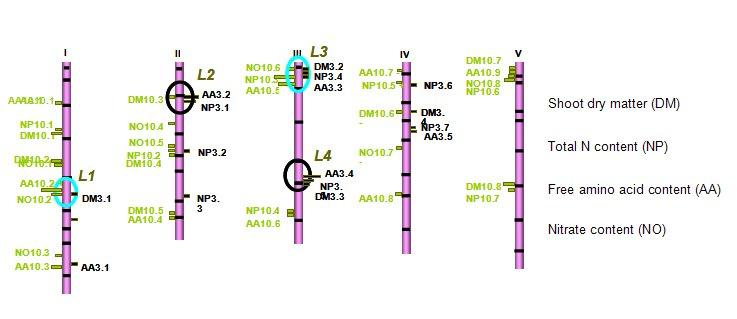 Mappaggio di QTL La disponibilità di un numero molto elevato di marcatori molecolari ha rivoluzionato il modo di studiare i caratteri quantitativi o QTL È una metodologia promettente applicabile in