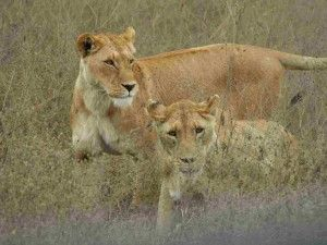 Fauna selvatica del Manyara Questo piccolo parco non ha nulla da invidiare al grande parco della Tanzania. Lake Manyara occupa due terzi della sua superficie.