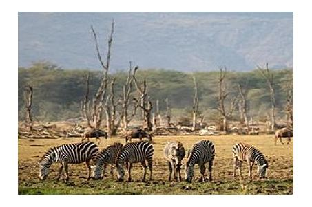 CARATTERISTICHE Guida / autista in italiano Minimo 2 partecipanti Park fee inclusi Itinerario tutto su misura 1 GIORNO - ITALIA / ARUSHA Partenza dall'italia con la compagnia aerea prescelta.