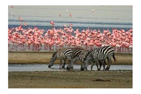 africana. Partenza alla volta del Parco Nazionale del Lago Manyara, celebre per la presenza di numerose specie di uccelli e felini.