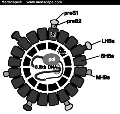 Virus dell epatite