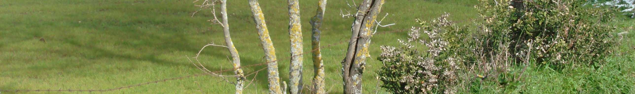 delle colture, e nei piani colturali prevalgono le graminacee a discapito delle leguminose