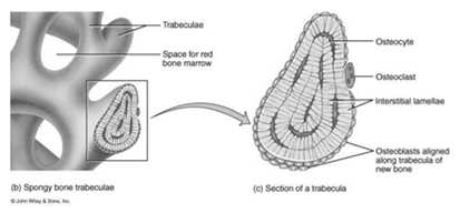 Tessuto osseo spugnoso o trabecolare E formato da strati di lamelle