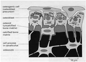 Osteoblasti Un osteoblasta è una cellula che produce