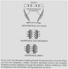 Osso: Modellamento e rimodellamento modellamento Modellare la forma delle ossa in relazione alle richieste meccaniche Le metafisi si modellano riducendo il diametro osseo durante la crescita Le