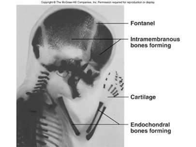 Sviluppo del tessuto osseo Osteogenesi ed ossificazione - il processo di formazione del tessuto osseo, che porta a: Formazione dello scheletro osseo nell embrione Crescita ossea fino alla pubertà