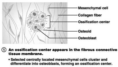 mesenchimali della zona centrale creano un raggruppamento e si differenziano in osteoblasti, formando