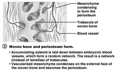 Fasi della ossificazione intramembranosa Formazione di osso immaturo e periostio L osteoide viene depositata ed accumulata tra i vasi sanguigni