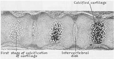 osseo Vasi ematici dell abbozzo v ascolare periostale 1 Formazione del colletto osseo intorno al modello di cartilagine ialina 2 Cav itazione della cartilagine