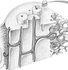 Il tessuto osseo Il tessuto osseo Costituito da una componente inorganica (sostanza intercellulare